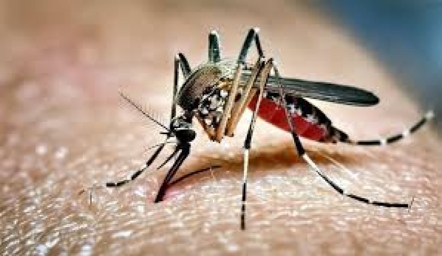 ডেঙ্গু আক্রান্ত হয়ে আরও ৪ জনের মৃত্যু