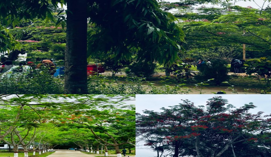 কালবৈশাখী আর বাহারি ফুলে স্পন্দিত কুবির প্রতিটি প্রাণ