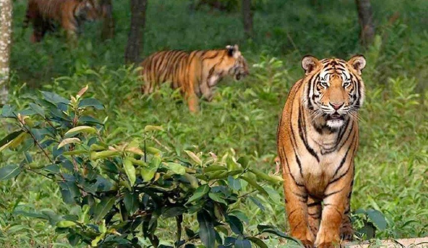 অস্তিত্ব সংকটে সুন্দরবন : কমছে বাঘ, গাছ মরছে ও বিষে ভরছে নদী
