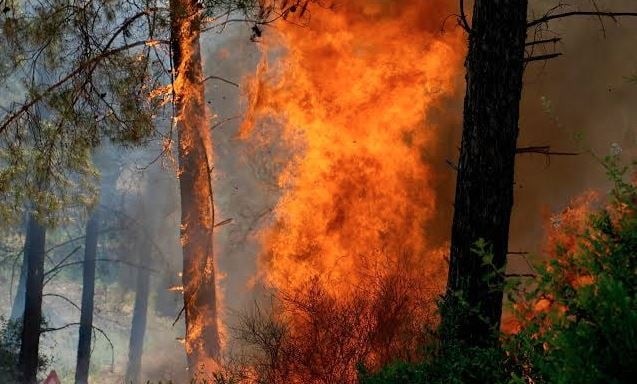 জলবায়ু পরিবর্তনে বাড়ছে দাবানল, বিশ্বজুড়ে বায়ুদূষণ নিয়ে জাতিসংঘের সতর্কতা