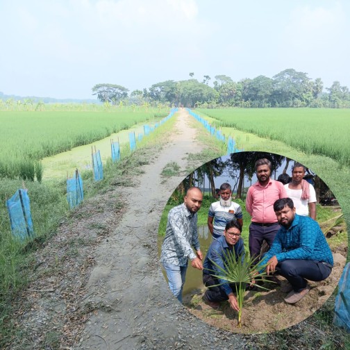 বজ্রপাতের ঝুঁকি কমাতে স্কয়ার ফার্মাসিউটিক্যালসের উদ্যোগে তালগাছের চারা রোপণ