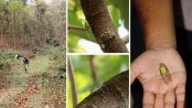 বাংলাদেশে প্রথমবার শনাক্ত নতুন প্রজাতির ঝিঁঝিঁ পোকা