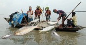 মধ্যরাত থেকে জাটকা ধরায় ৮ মাসের নিষেধাজ্ঞা