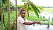 লালমোহনে সংখ্যালঘু পরিচয়ের আড়ালে জমি দখলের অভিযোগ