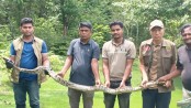 টেকনাফে এপিবিএন ক্যাম্প থেকে ১৩ ফুটের অজগর উদ্ধার