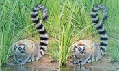 সাফারি পার্ক থেকে চুরি হওয়া লেমুর গুজরাটে আম্বানির চিড়িয়াখানায়