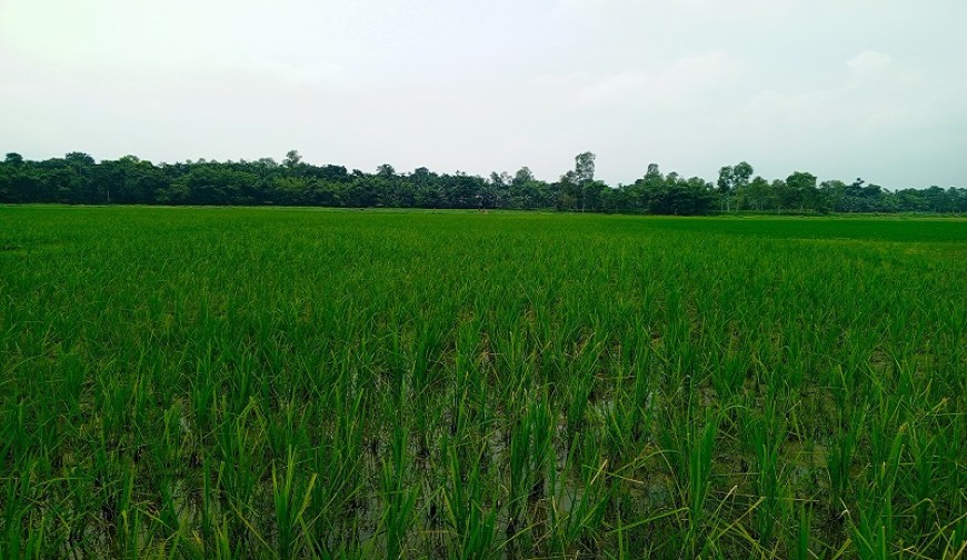 দেশেরডাক