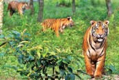 দেশেরডাক