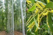 দেশেরডাক