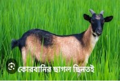 দেশেরডাক