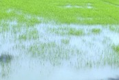 দেশেরডাক