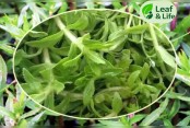 দেশেরডাক