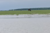 দেশেরডাক