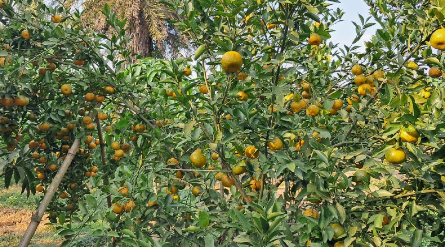 শ্রীপুরে দার্জিলিং কমলা চাষে সাফল্য