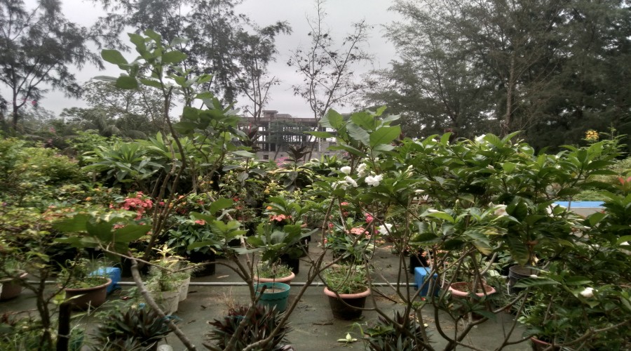 লালমোহন স্বাস্থ্য কমপ্লেক্সের ছাদে বিভিন্ন প্রজাতির ফল ও ফুলের সমারোহ।